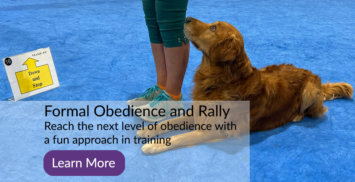 Marvel Dog Training Academy Competition Obedience and Rally Classes in Calgary Alberta